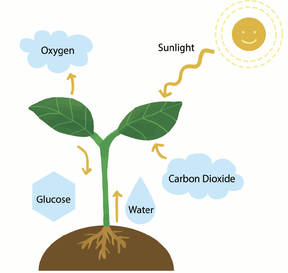 Photosynthesis